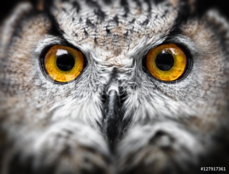 Picture of Owl Portrait owl eyes